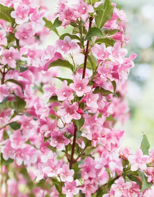 Weigela florida