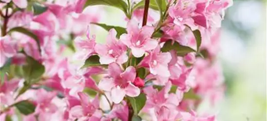 Weigela florida