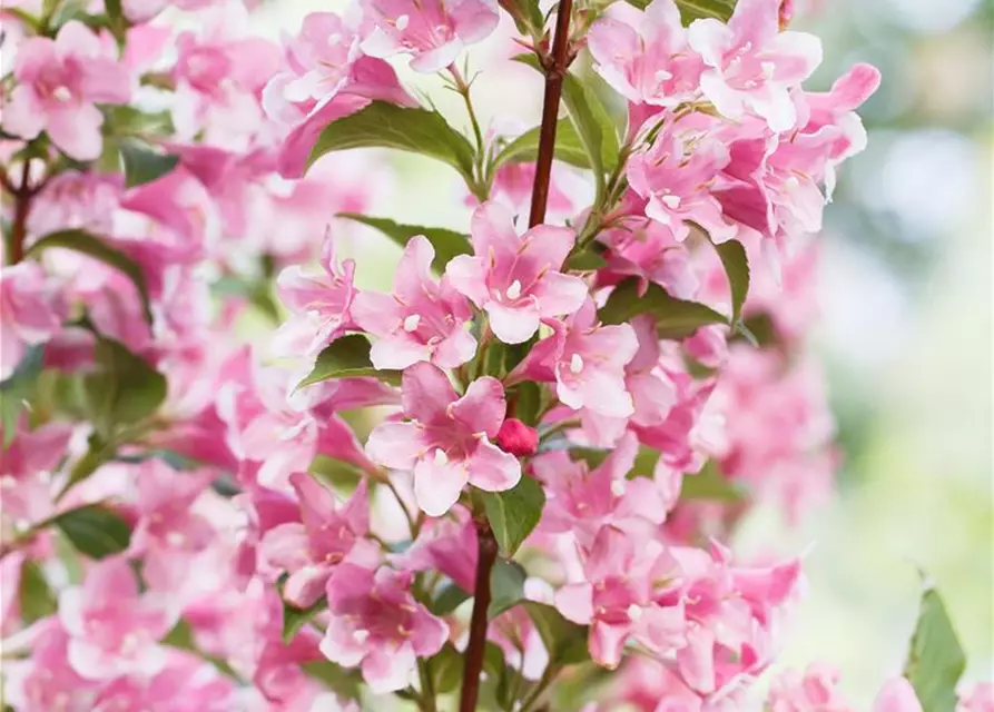 Weigela florida