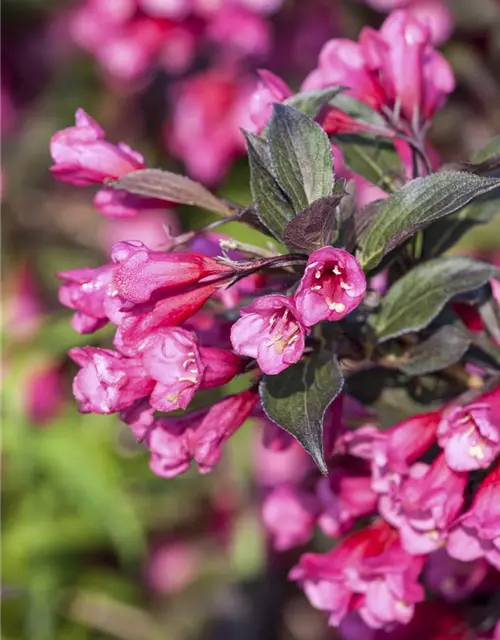 Weigela florida