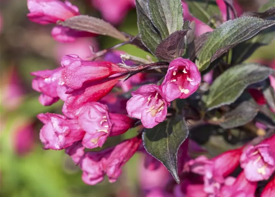 Weigela florida