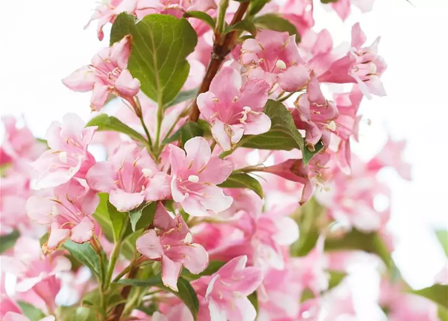 Weigela florida