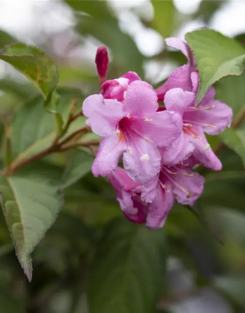 Weigela florida