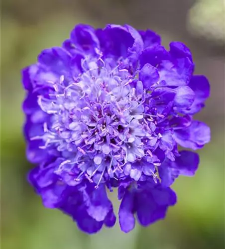 Scabiosa columbaria