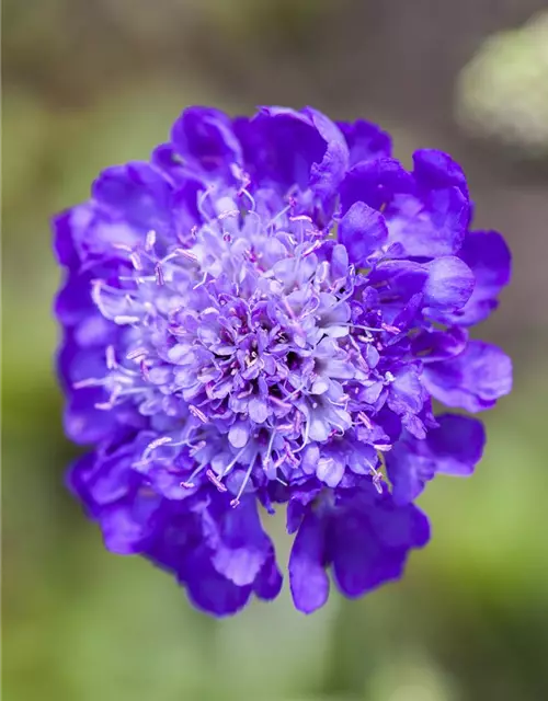 Scabiosa columbaria