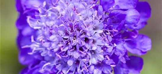 Scabiosa columbaria