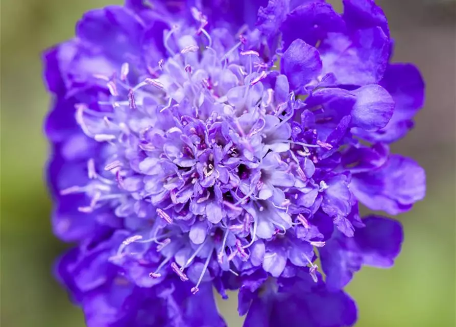 Scabiosa columbaria