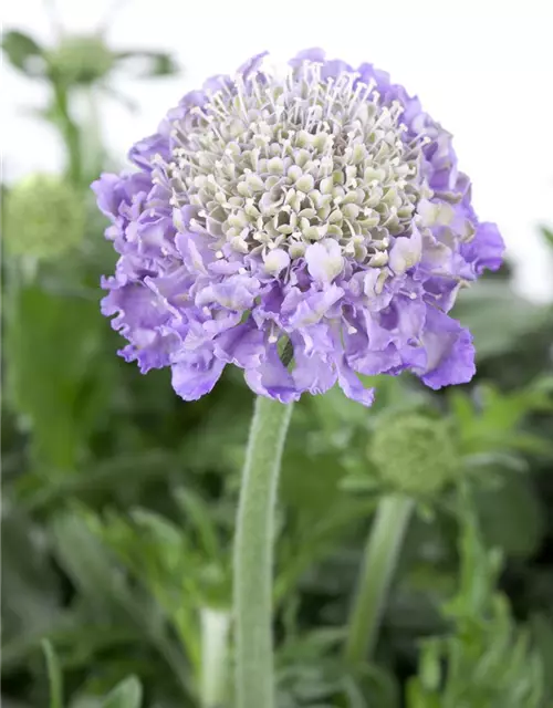 Scabiosa columbaria