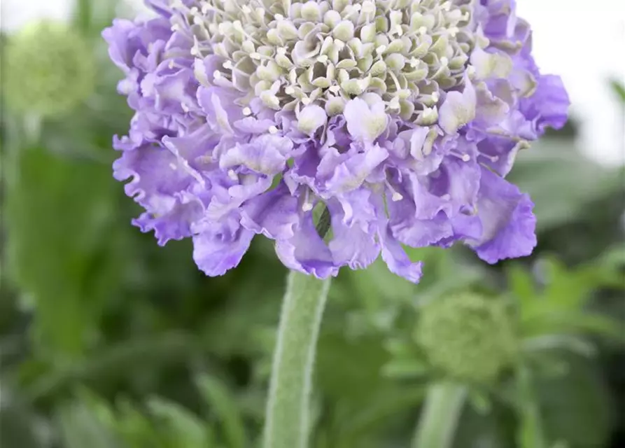 Scabiosa columbaria