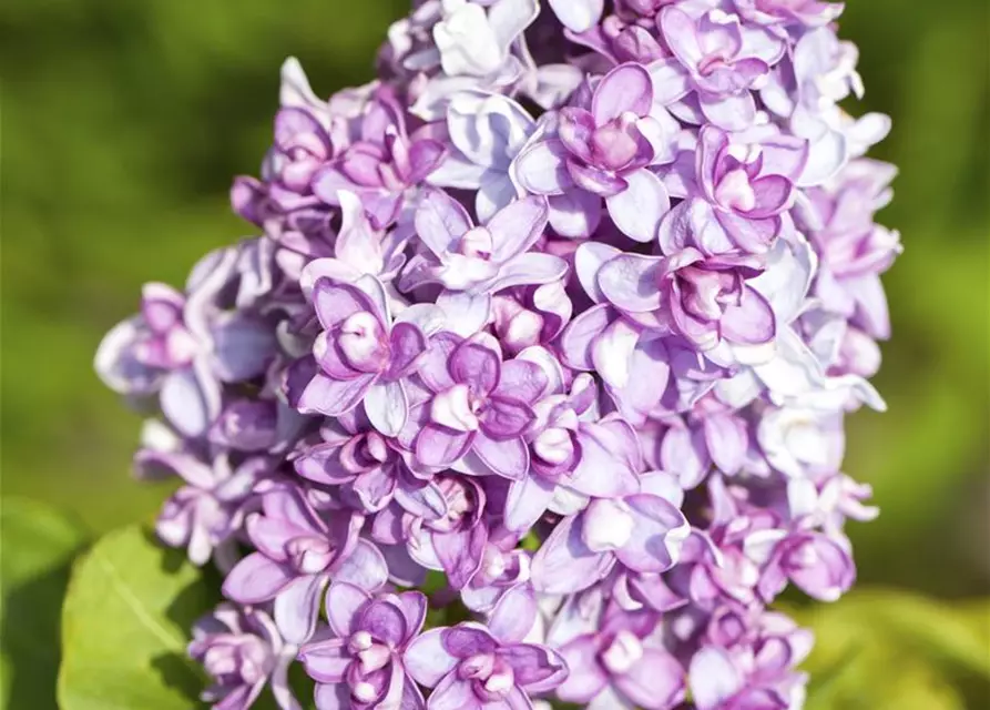 Syringa vulgaris