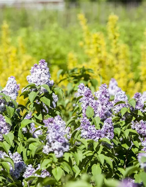 Syringa vulgaris