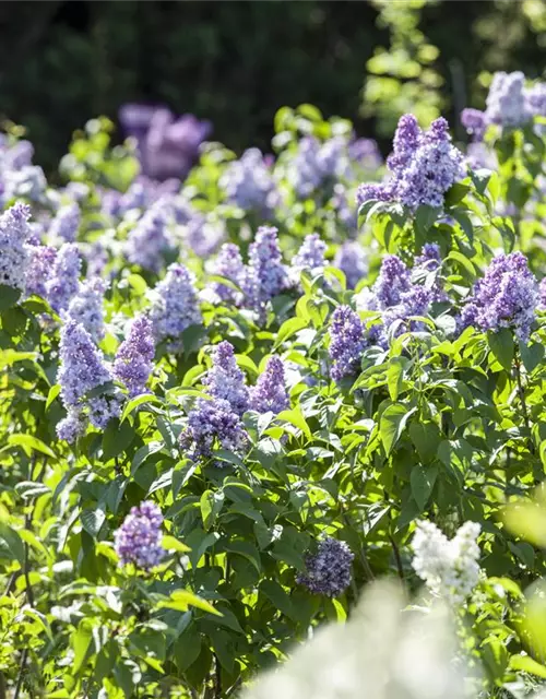 Syringa vulgaris