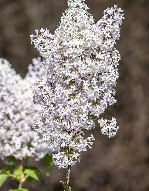 Syringa vulgaris