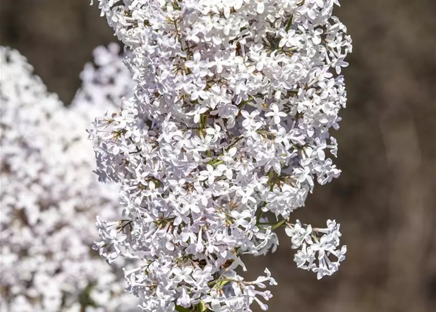 Syringa vulgaris