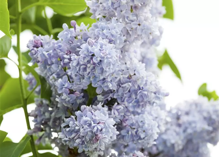 Syringa vulgaris