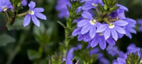 Scaevola aemula