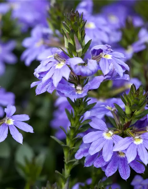 Scaevola aemula