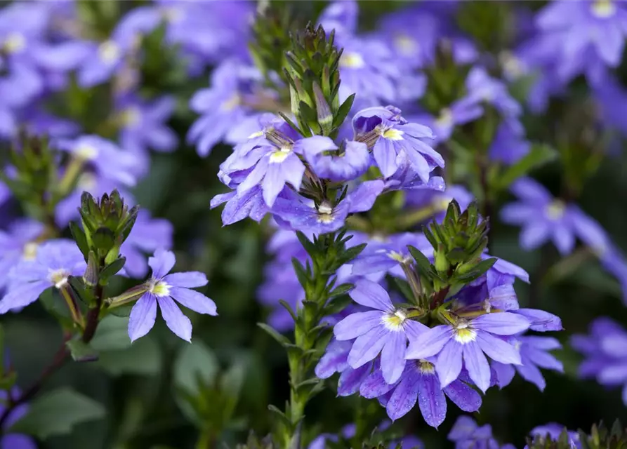 Scaevola aemula