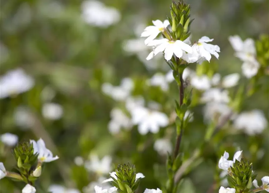 Scaevola aemula