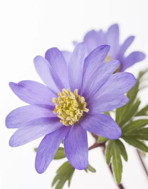 Anemone blanda