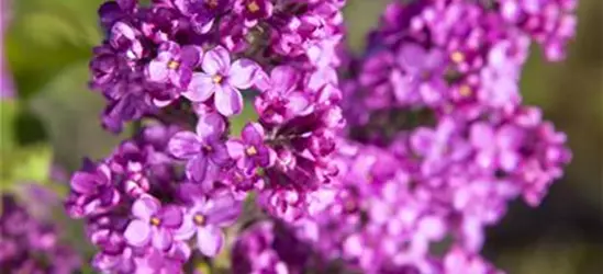 Syringa vulgaris, rosa