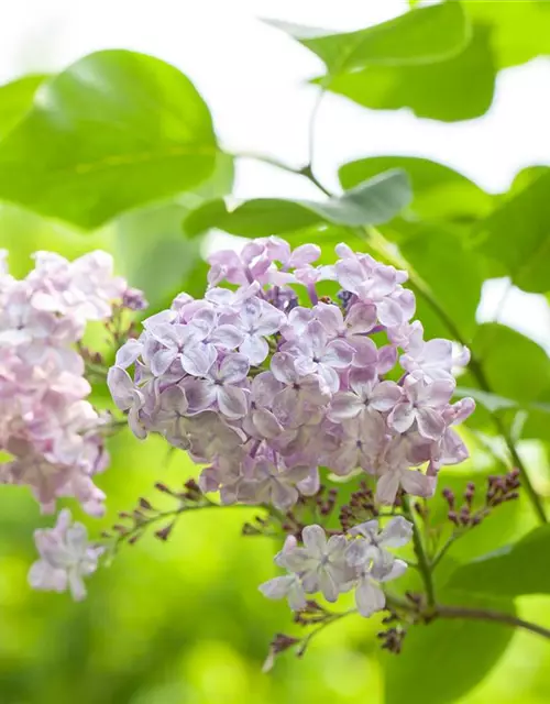 Syringa vulgaris, rosa