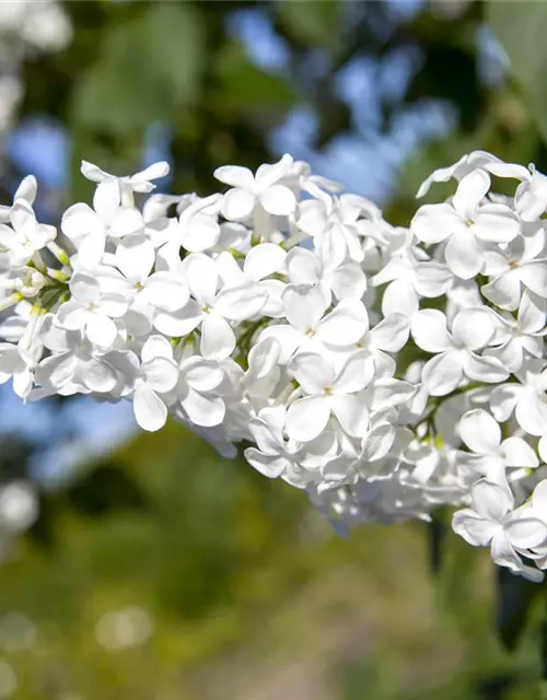 Syringa vulgaris, weiß