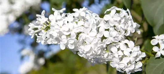 Syringa vulgaris, weiß