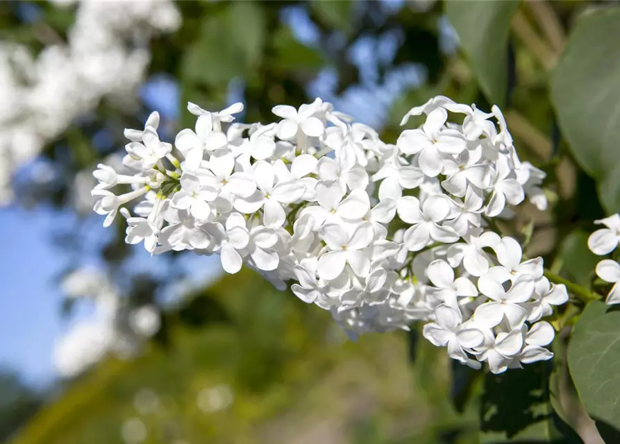 Syringa vulgaris, weiß