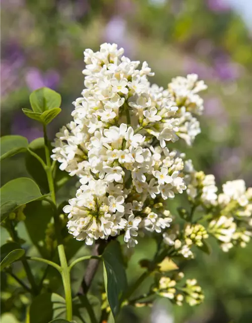 Syringa vulgaris, weiß