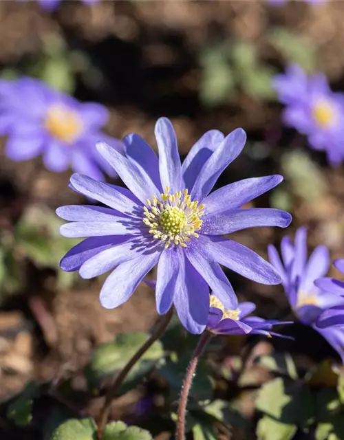 Blaue Balkan-Anemone 'Blue Shades', 10 cm Topf