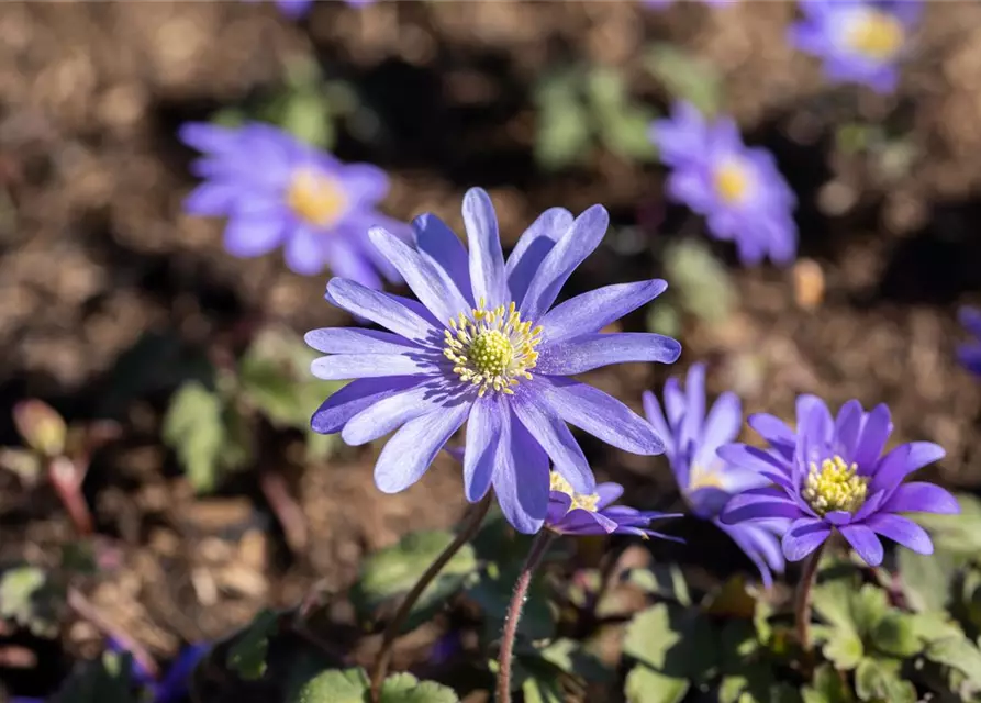 Blaue Balkan-Anemone 'Blue Shades', 10 cm Topf