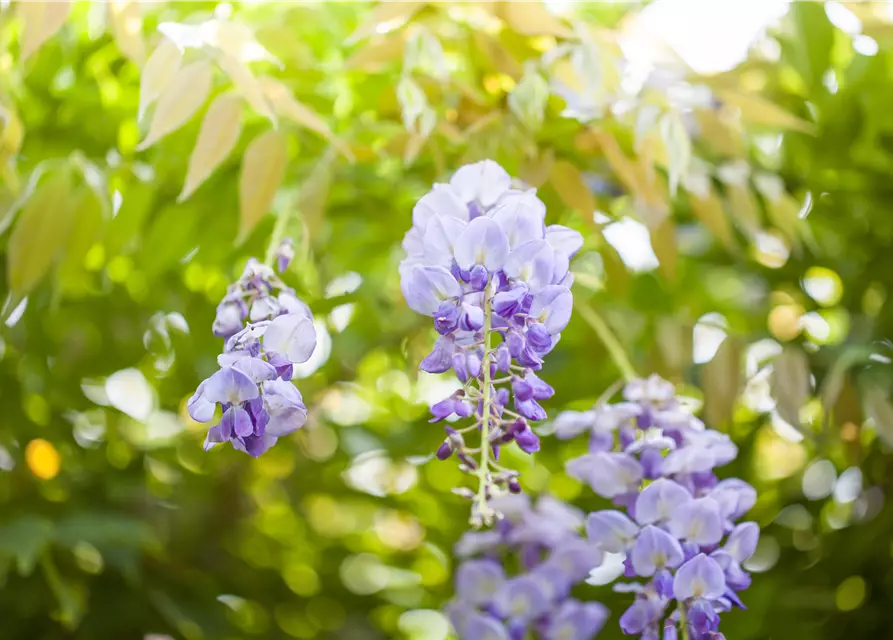 Wisteria sinensis