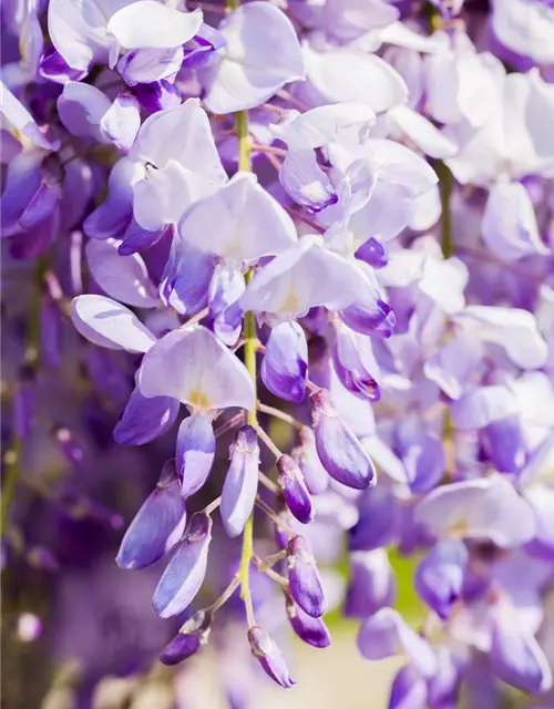 Wisteria sinensis