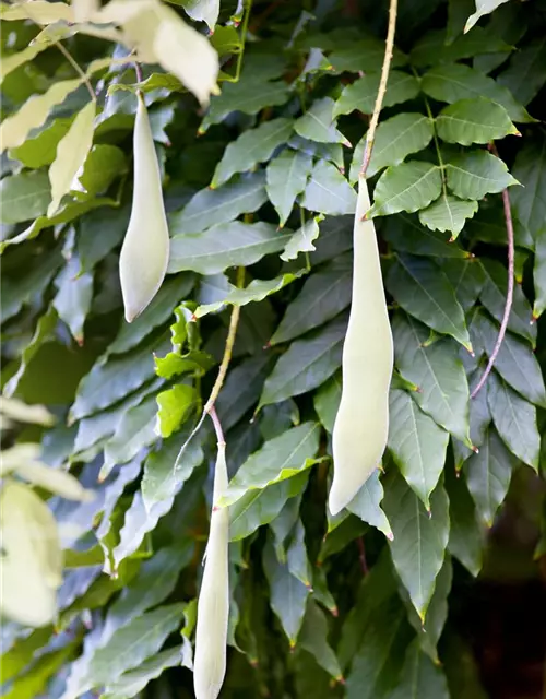 Wisteria sinensis