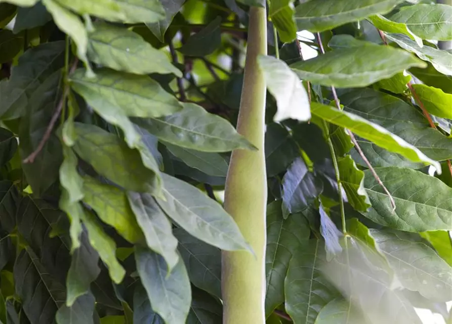 Wisteria sinensis