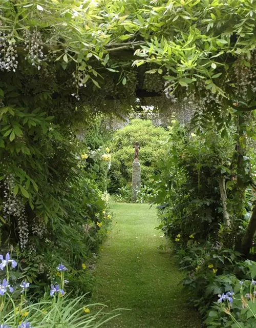 Wisteria sinensis