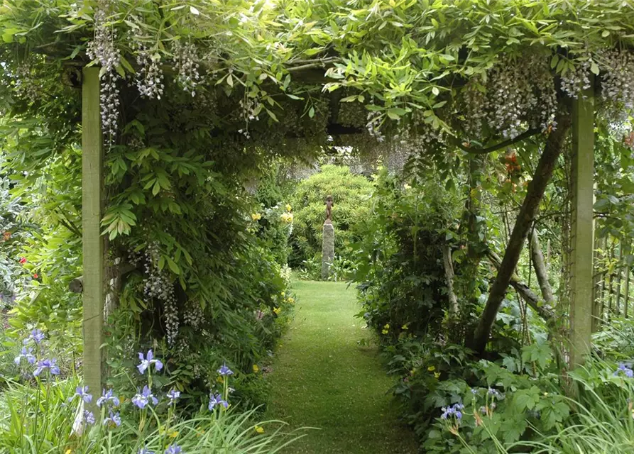 Wisteria sinensis