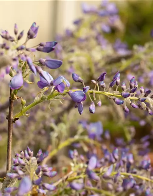 Wisteria sinensis