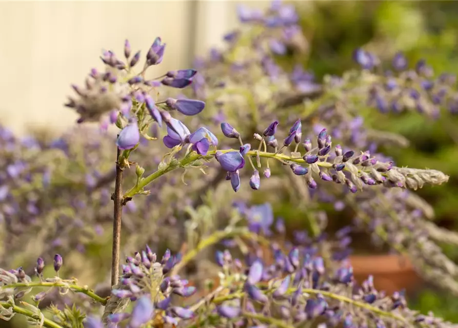 Wisteria sinensis