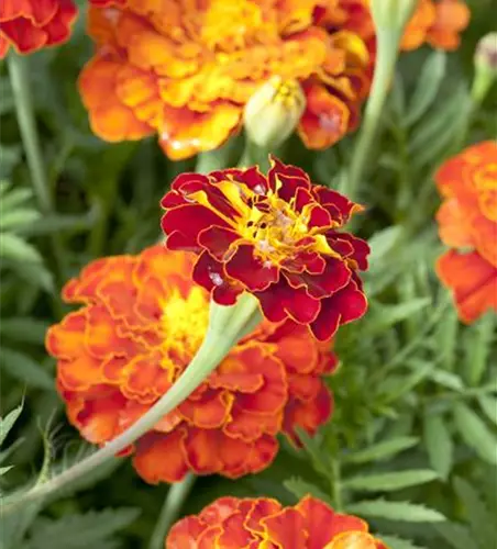 Tagetes patula