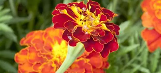 Tagetes patula