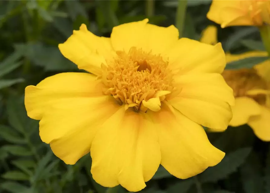 Tagetes patula