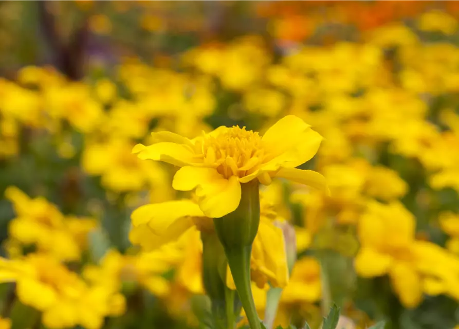 Tagetes patula