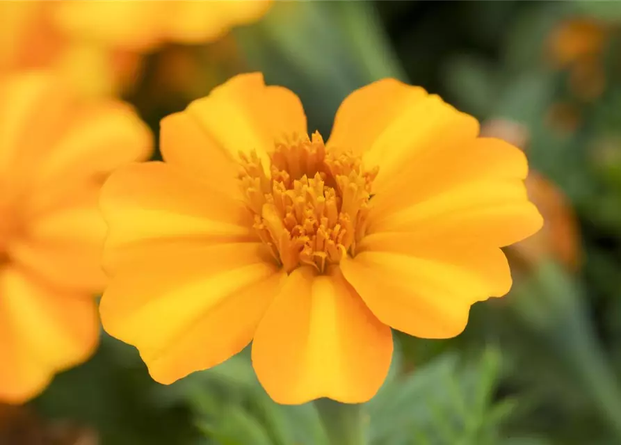 Tagetes patula