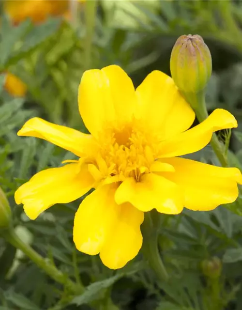 Tagetes patula