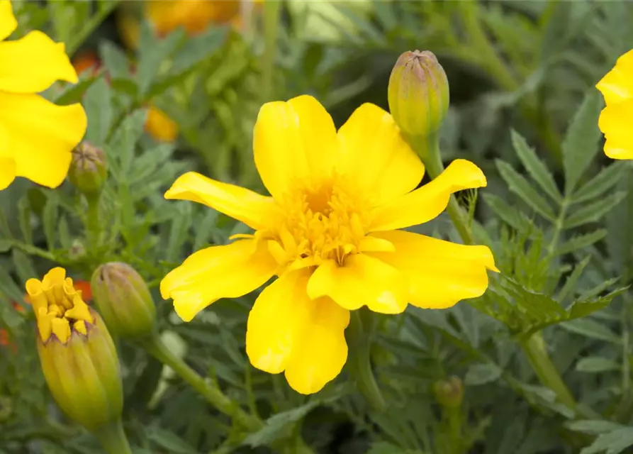 Tagetes patula