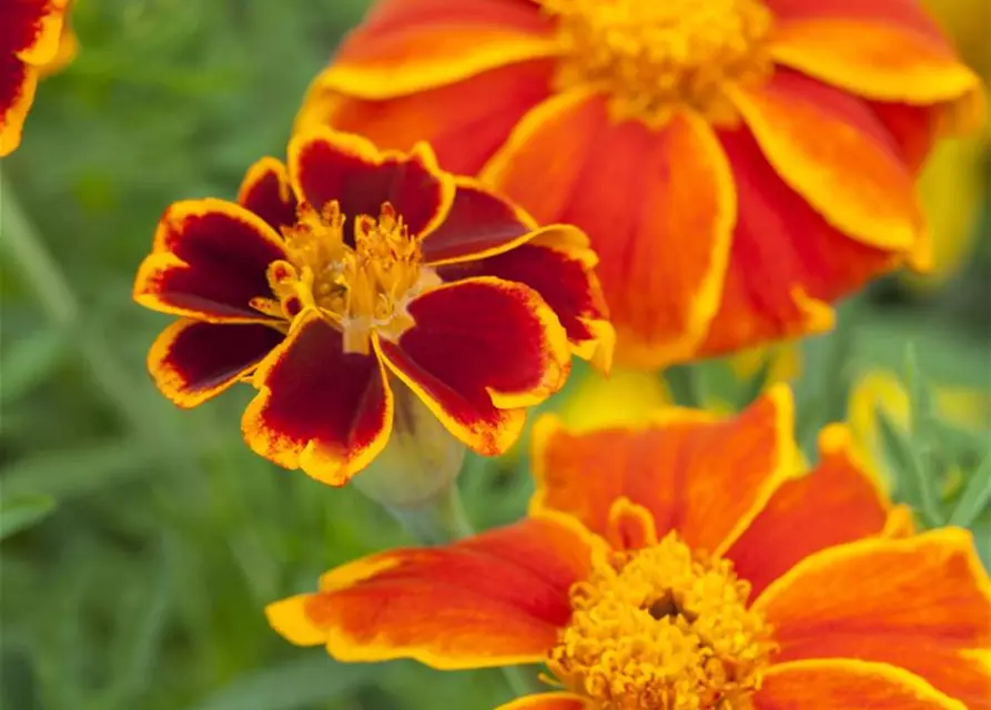 Tagetes patula