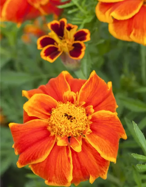 Tagetes patula