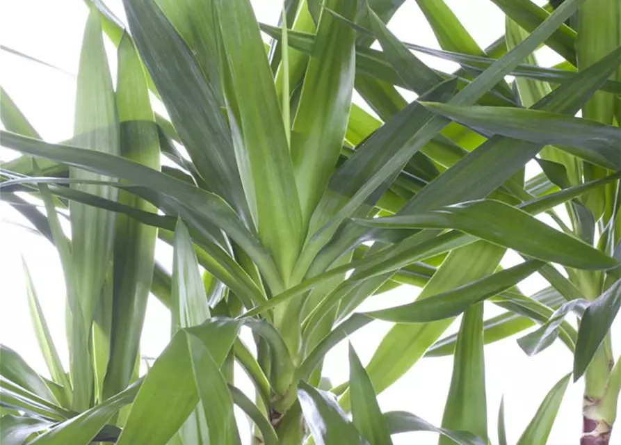 Yucca elephantipes